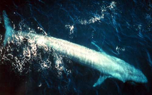 Blue whale - the largest known animal ever to have existed