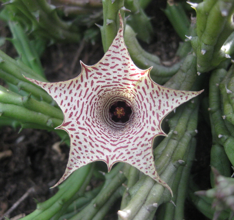 Most Unusual Flowers: Huernia Oculata (source: wiki)