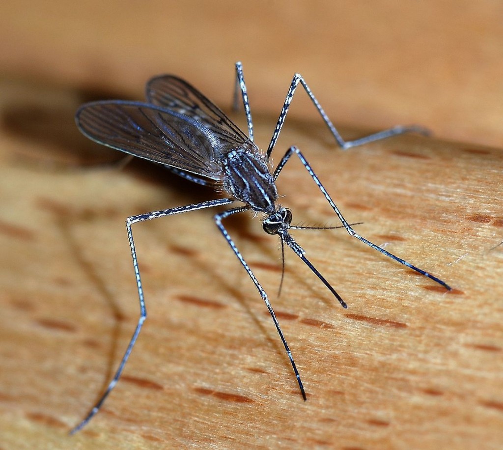 Mosquitos - Most Dangerous Animals