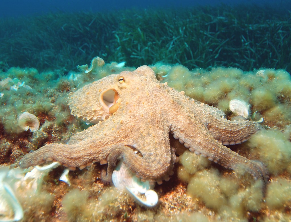 Octopus -  Most Intelligent Animals