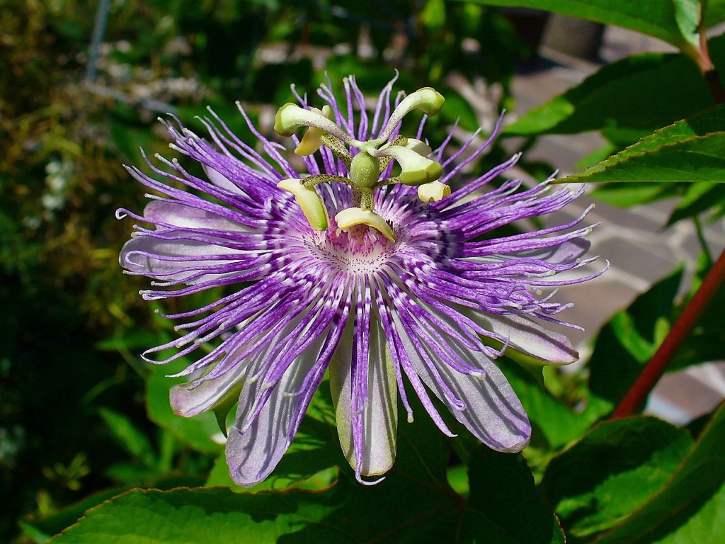Most Unusual Flowers: Maypop Passionflower