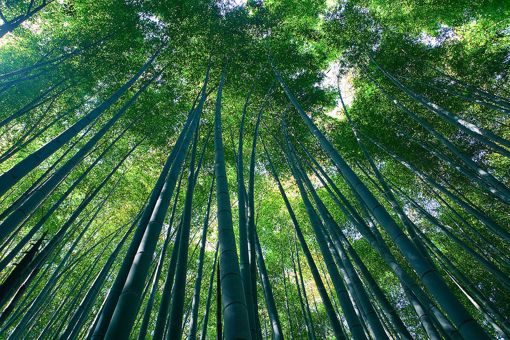 10 Most Beautiful Forests In The World: Sagano Bamboo Forest (source: wiki)