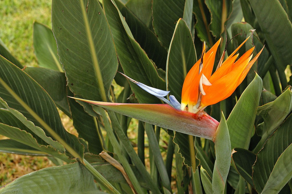 Most Unusual Flowers: Bird of Paradise