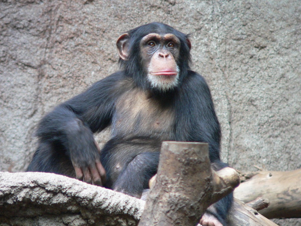10 Most Intelligent Animals In The World: Chimpanzees