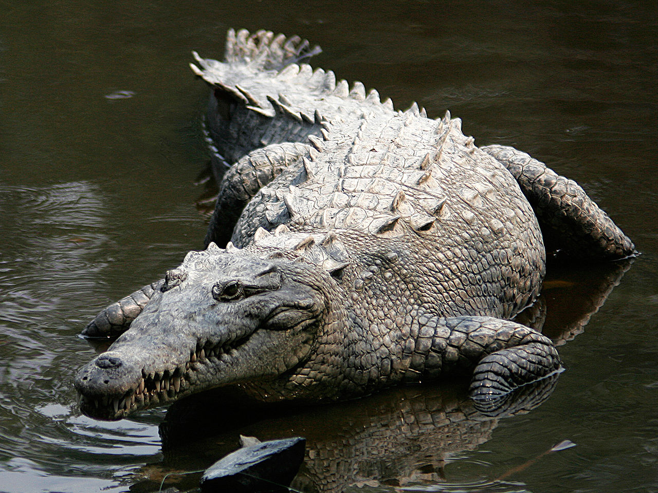 Saltwater crocodile named world’s most aggressive 