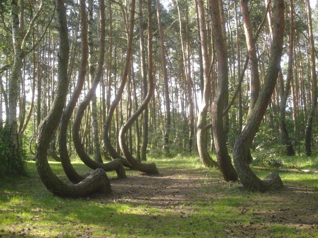 Crooked Forest, Poland - probably a result of human interference