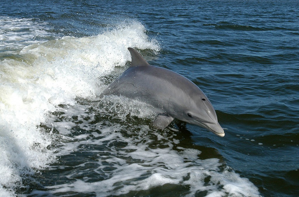10 Most Intelligent Animals In The World: Dolphins 