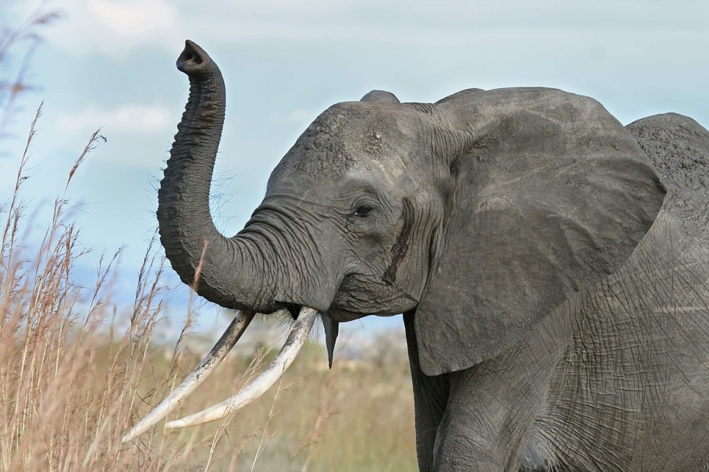 10 Most Dangerous Animals In The World: Elephants