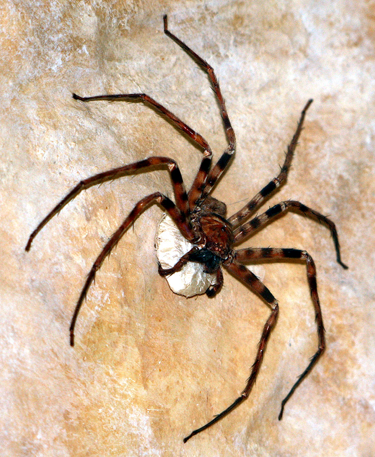 Coolest spiders: Giant Huntsman