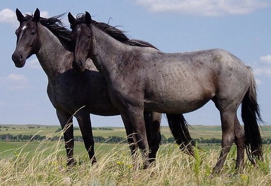 10 Longest Life Span Animals: Horse