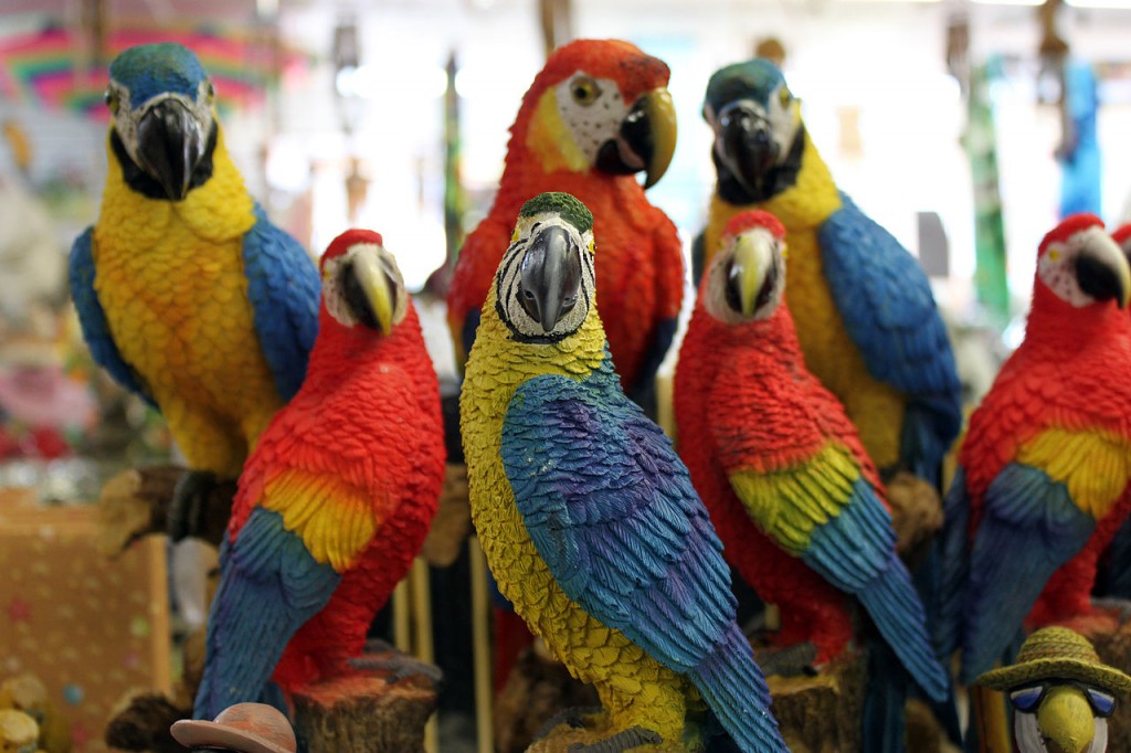 10 Most Intelligent Animals In The World: parrots 