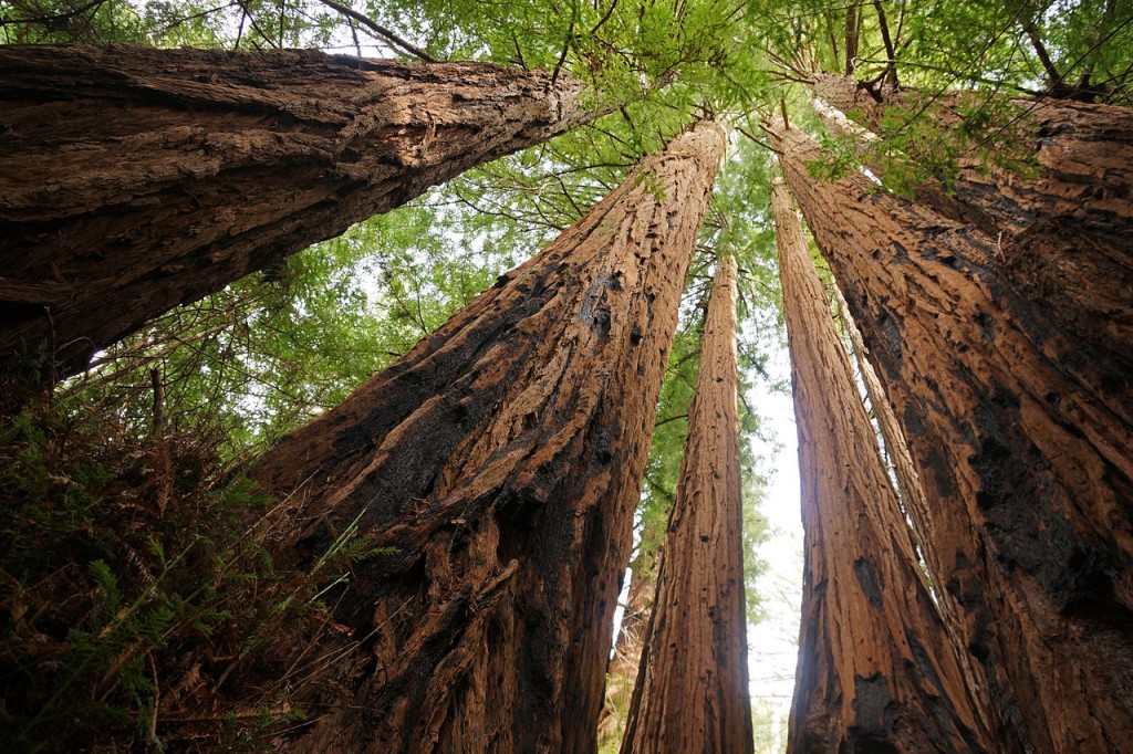 Redwoods forests, California, United States