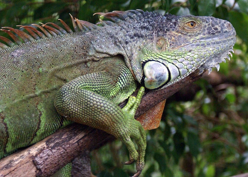 Coolest Lizards In The World: Green Iguana