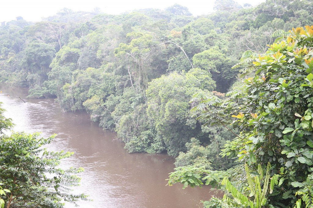 Raiforests in Congo