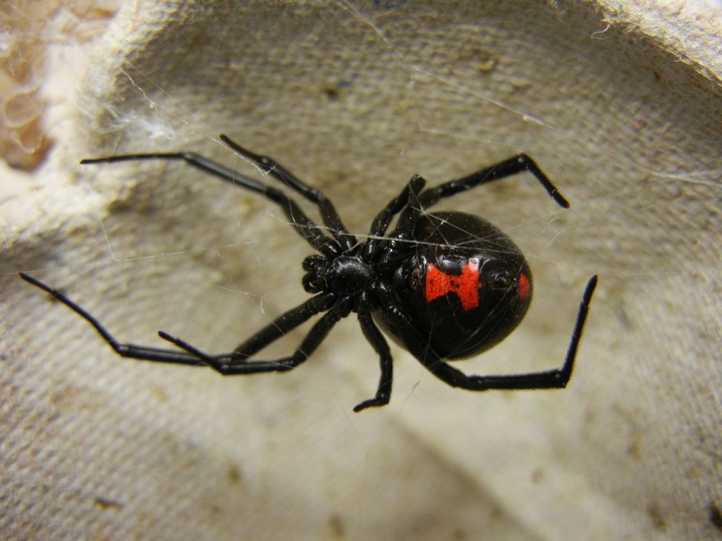 Coolest spiders: Black Widow