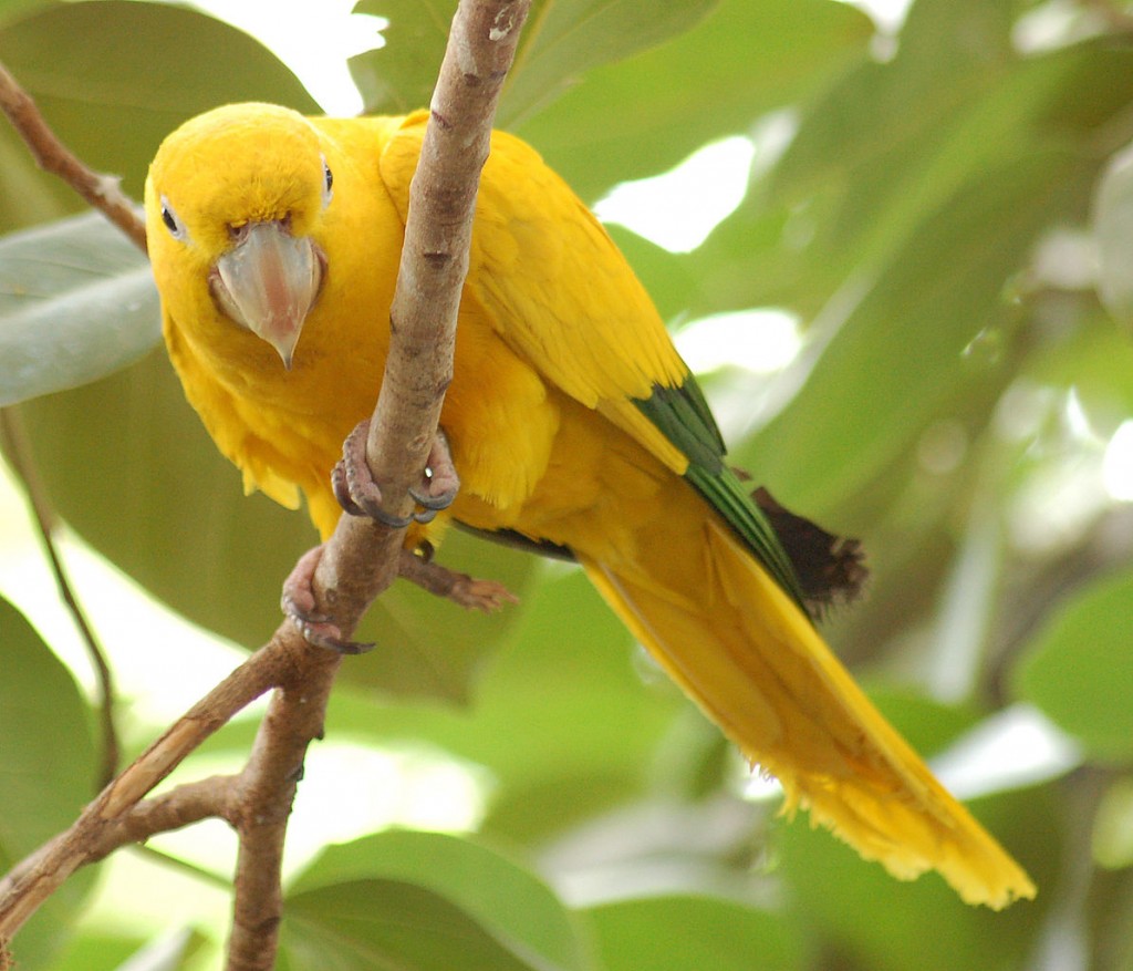 Coolest Parrots In The World: Golden Parakeet