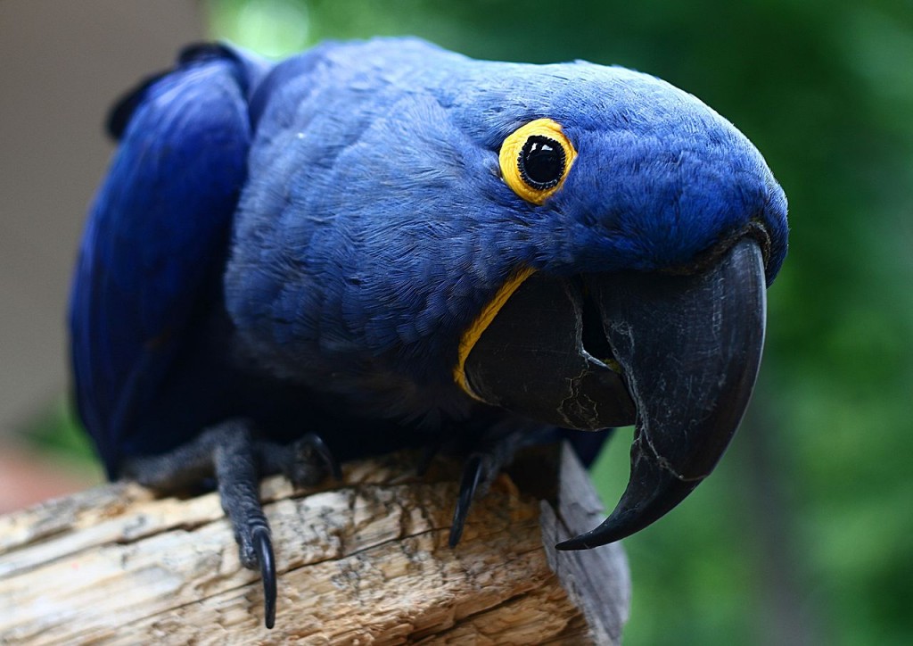 Coolest Parrots In The World:Hyacinth Macaw