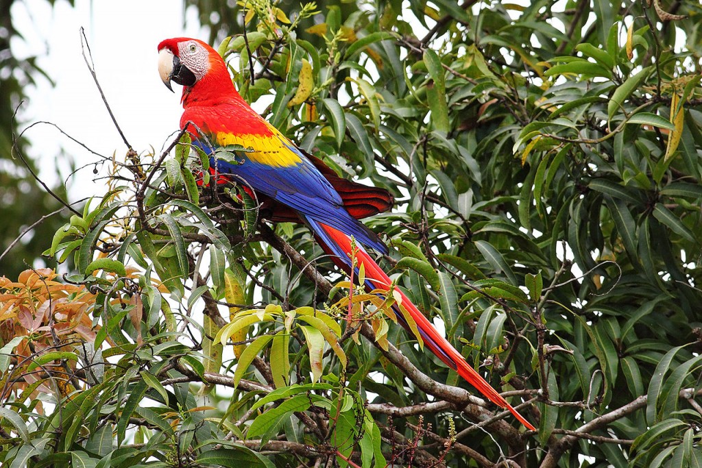 Coolest Parrots In The World: Scarlet Macaw
