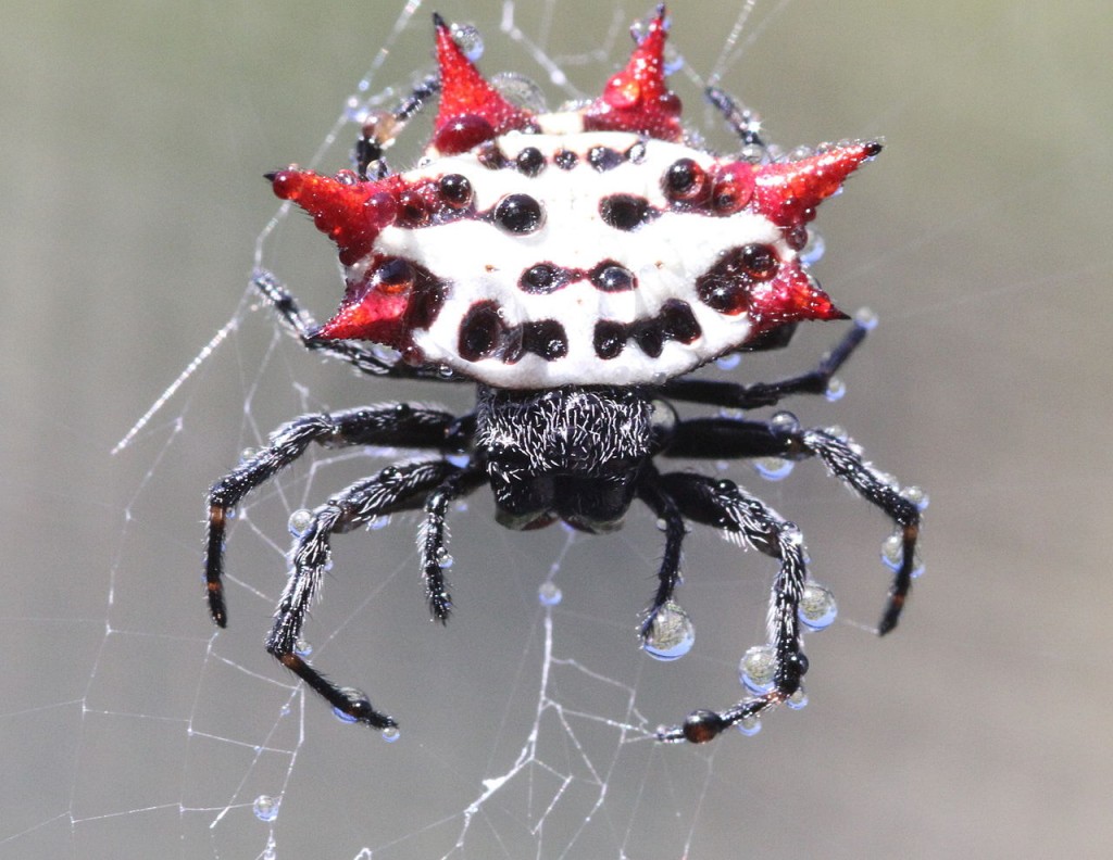 Coolest spiders: Spiny otb-weaver