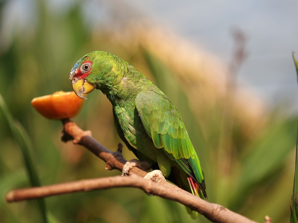 Coolest Parrots In The World: White Fronted Amazon