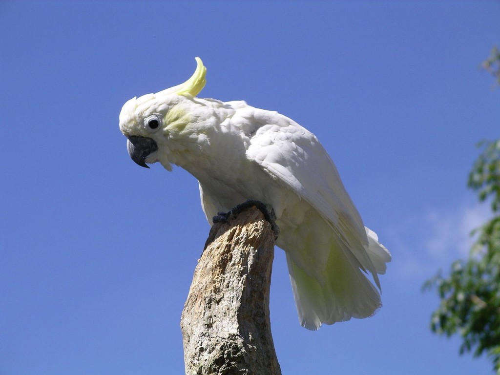 Coolest Parrots In The World: Yellow Crested Cockatoo