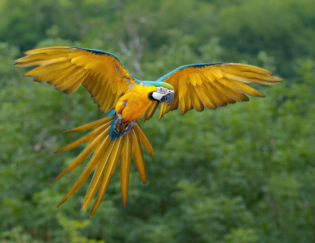Coolest Parrots In The World: Blue and Yellow Macaw