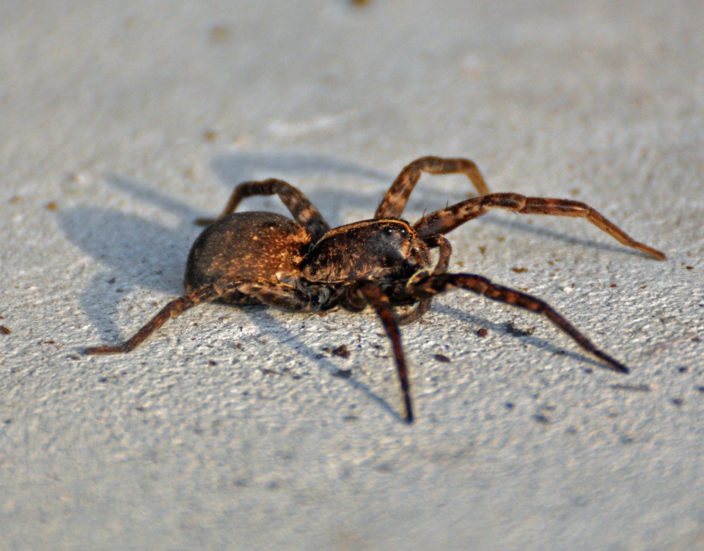 Coolest Spiders: Wold Spider