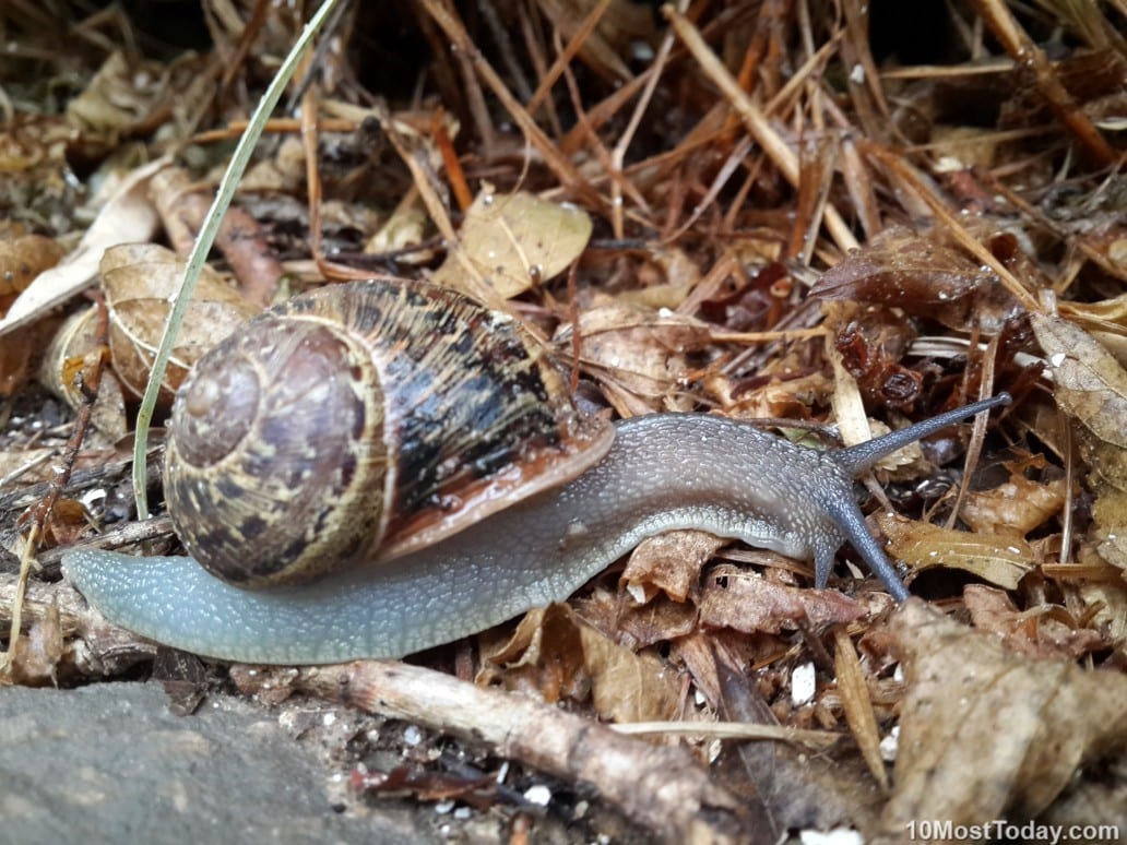 How far can a snail travel in one minute?