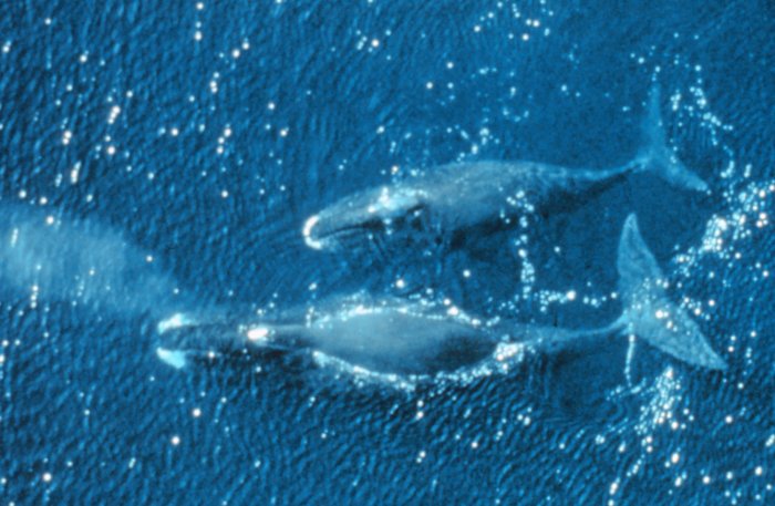 10 Longest Life Span Animals: Bowhead Whales