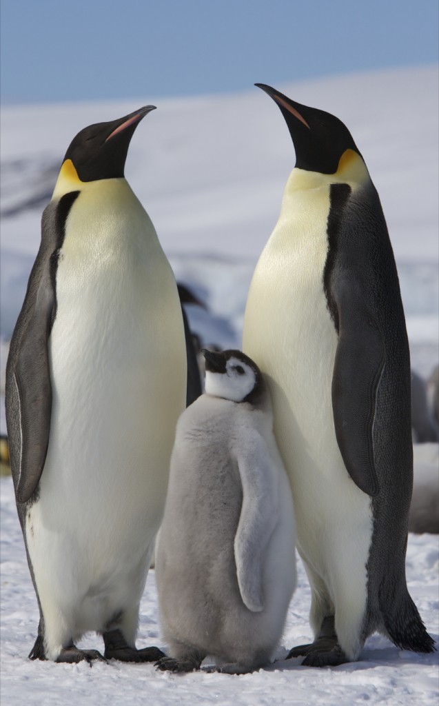 Emperor Penguin -  the heaviest living birds and the largest penguin