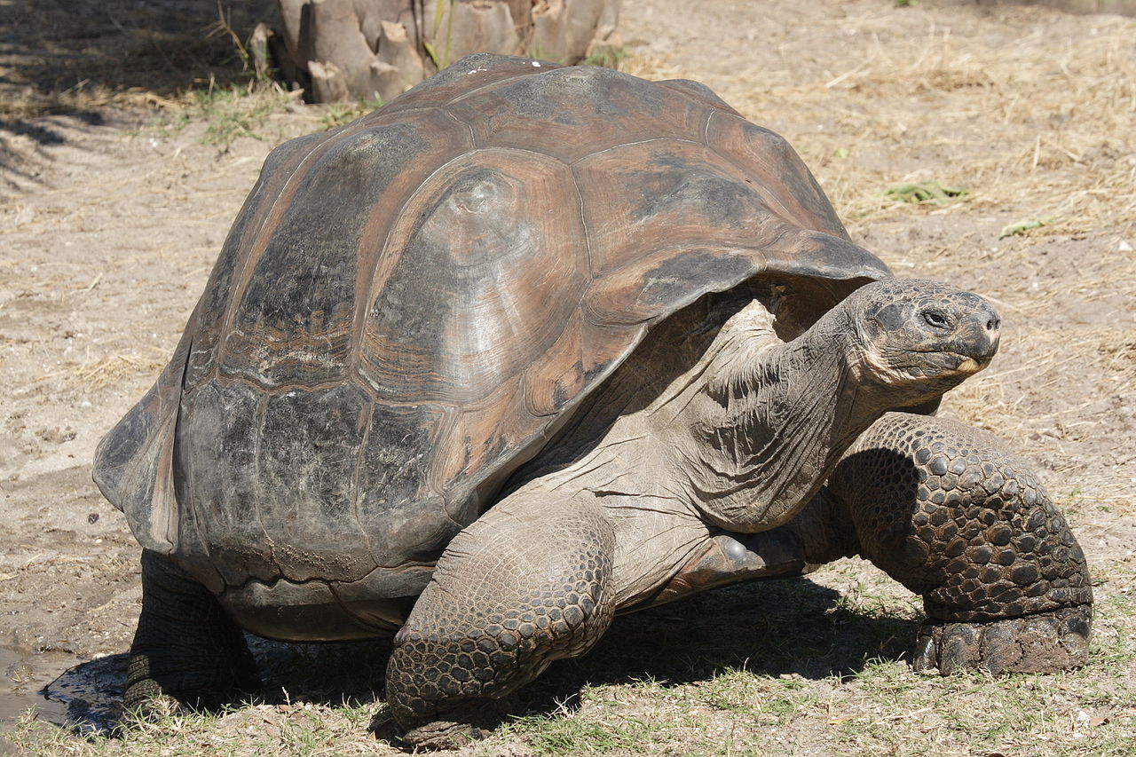 10 Slowest Animals In The World - 10 Most Today