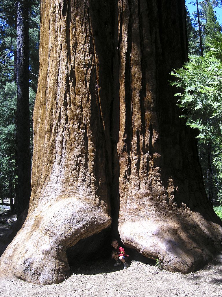 Giant Sequoia National Monument, California, United States
