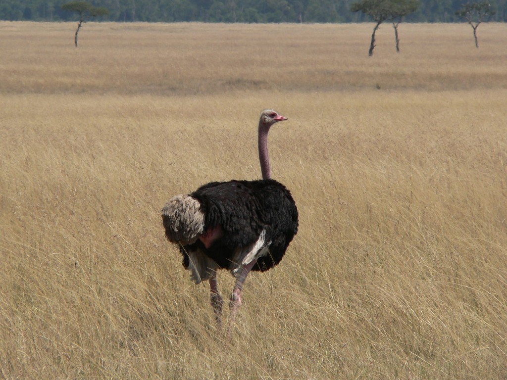 Ostrich - Largest Species