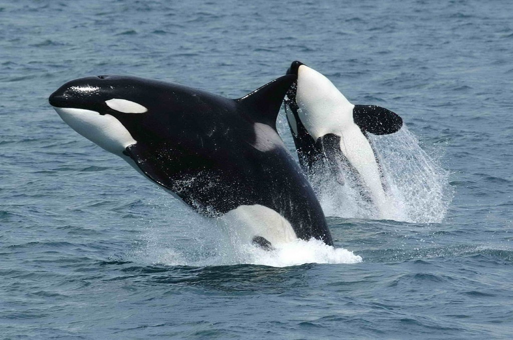 Killer Whale (Orca) - Largest Species