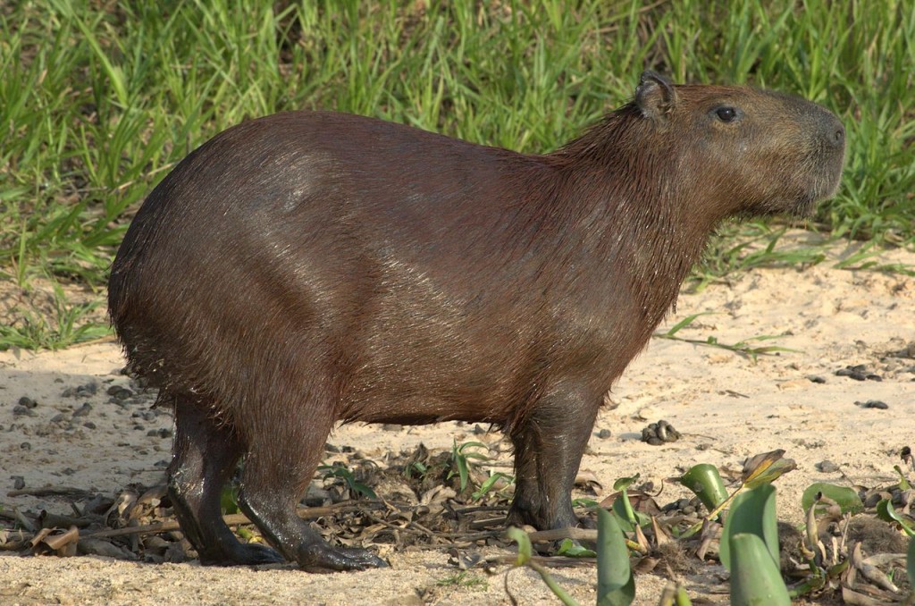Capybara - Largest Species