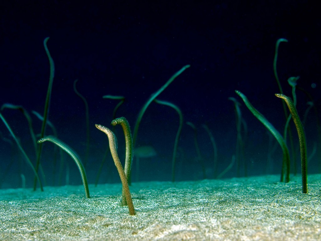 Eels - Thought to have a life span of over 150 years
