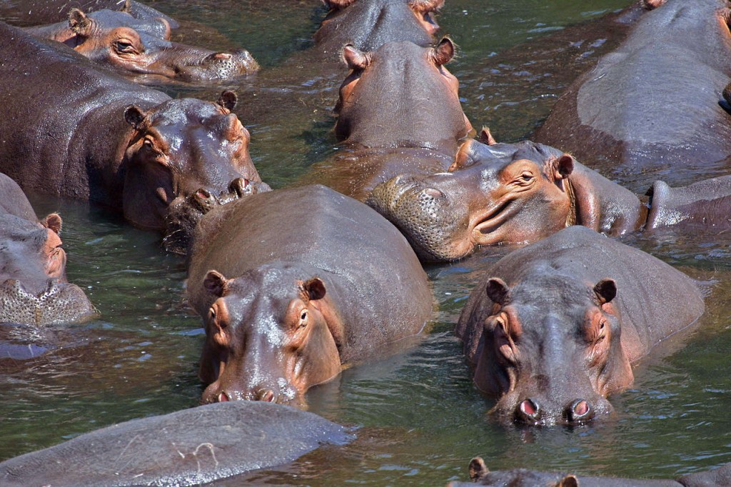 Hippos - Most Dangerous Animals