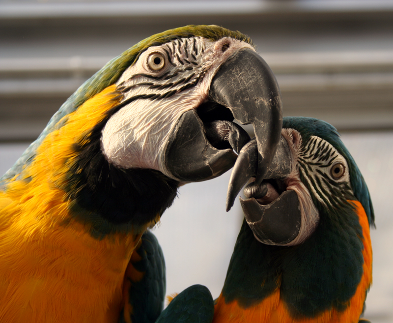 10 Longest Life Span Animals: Macaws