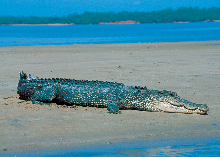 Saltwater Crocodile - The largest living reptile