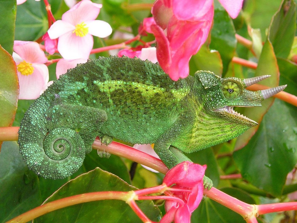 Coolest Lizards In The World: Jackson's chameleon