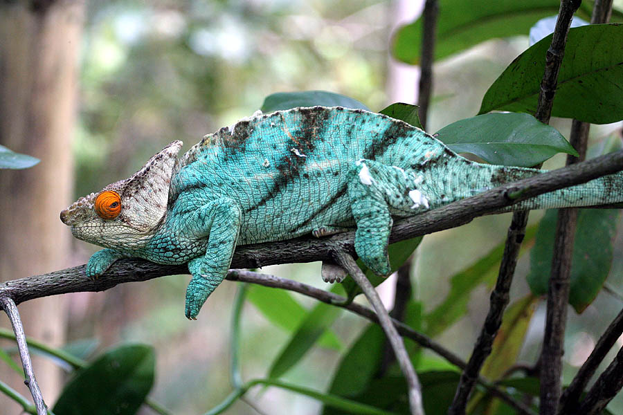 Coolest Lizards In The World: Parson's Chameleon