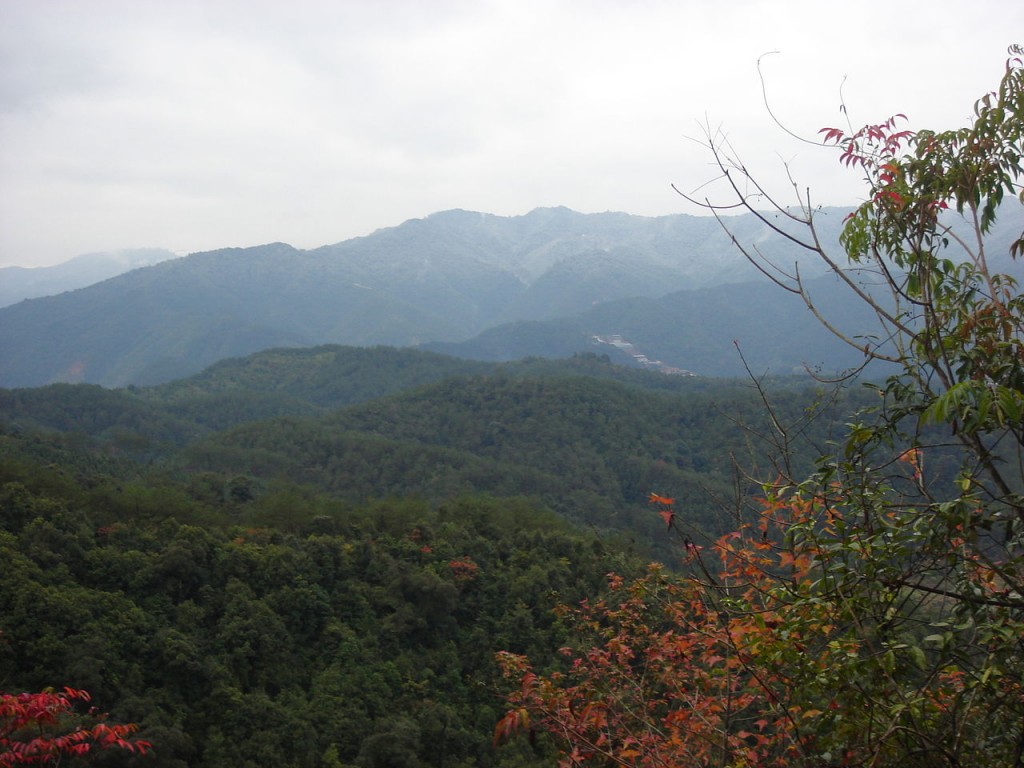 Forests in Xibin, China