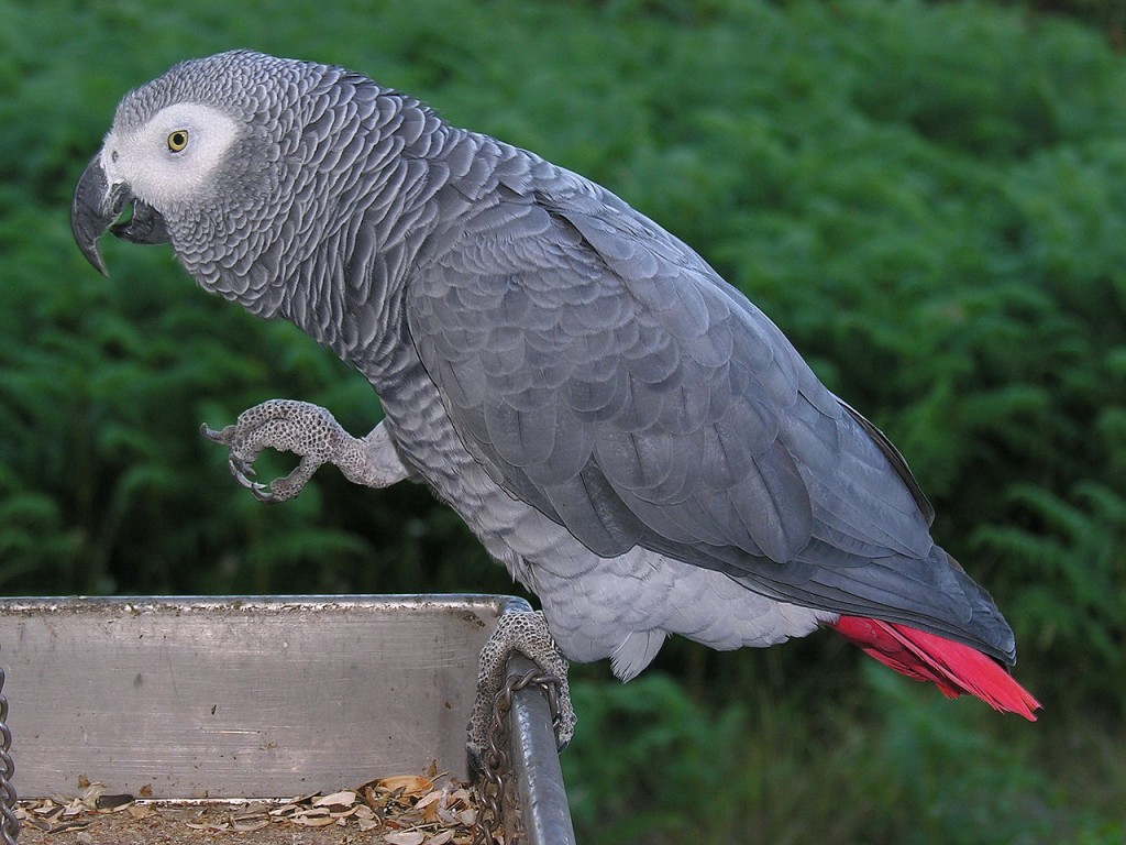 Coolest Parrots In The World: African Grey