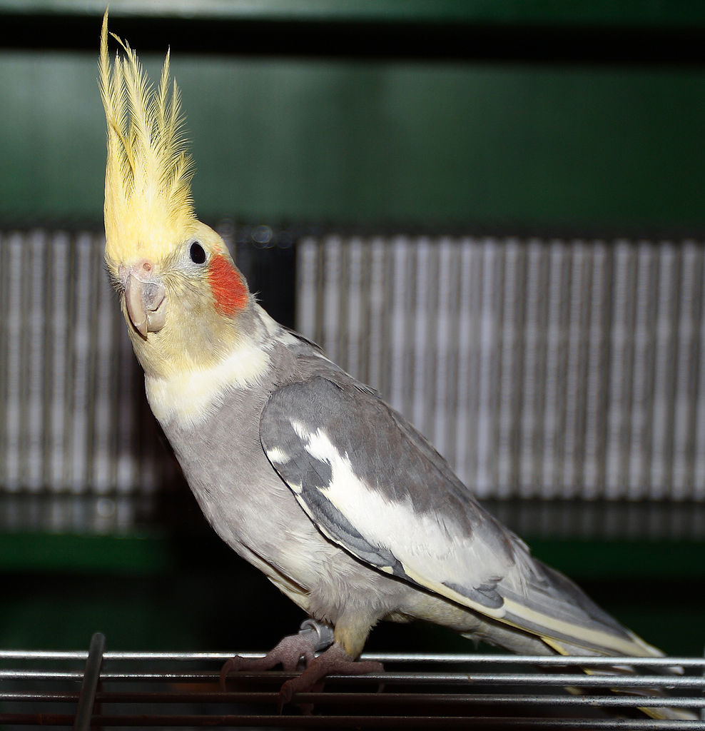 Coolest Parrots In The World: Cockatiel