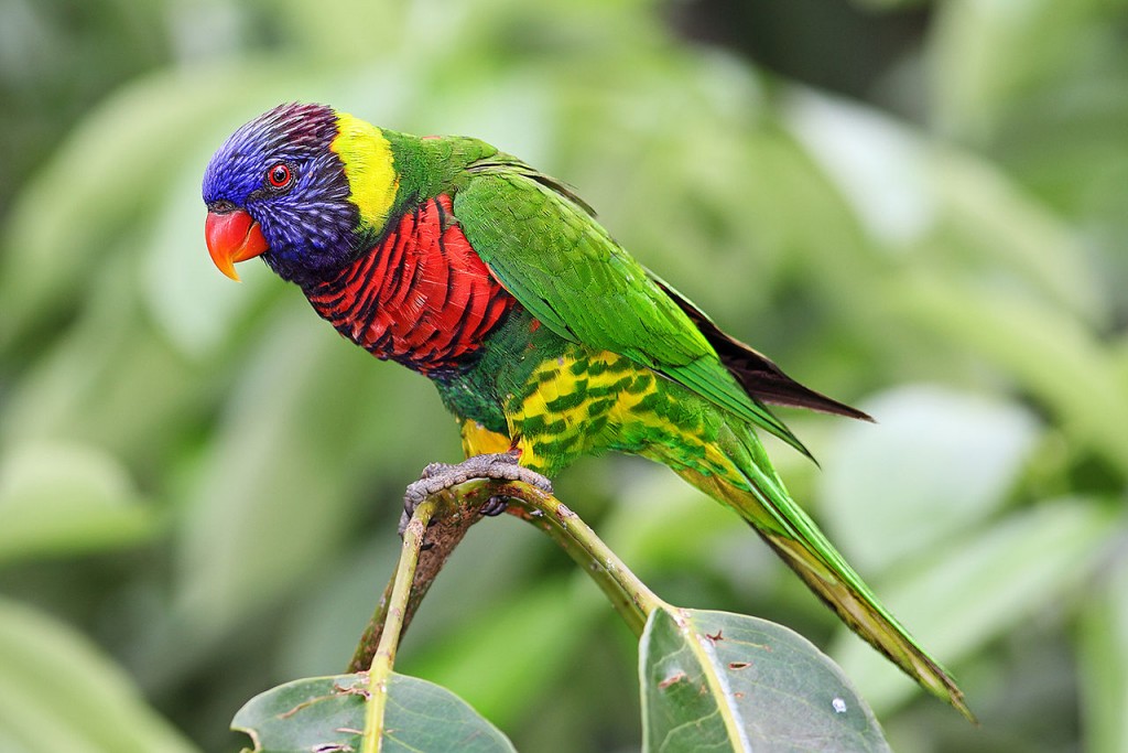 Coolest Parrots In The World: Rainbow Lorikeet