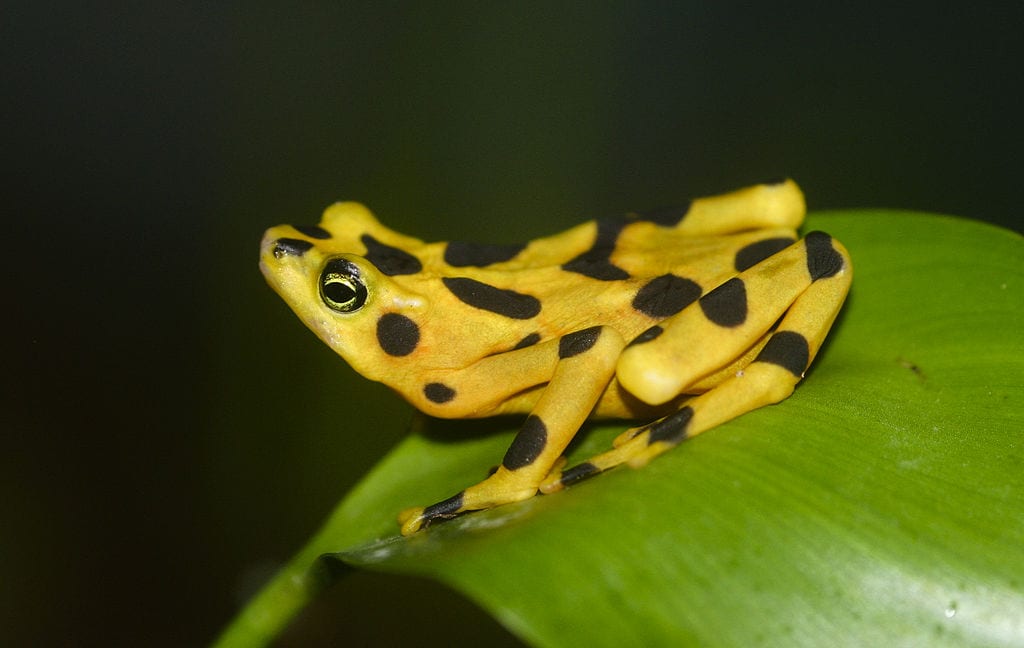 Coolest Frogs In The World: Panamanian Golden Frog