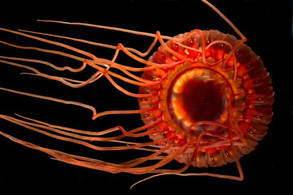Most Beautiful Jellyfish In The World: Atolla Jellyfish