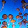 Most Beautiful Jellyfish