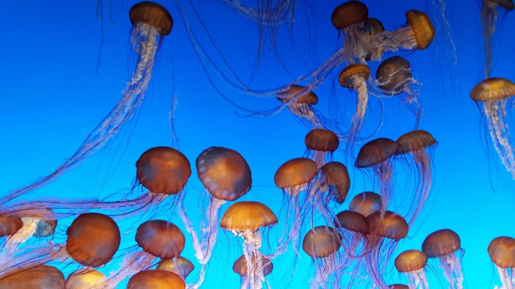  Most Beautiful Jellyfish In The World: Black sea nettle