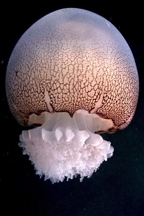 Most Beautiful Jellyfish In The World: Cannonball Jellyfish